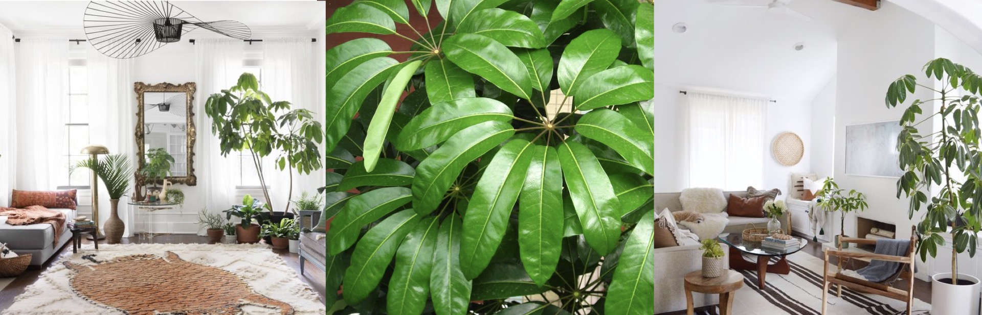 New Guinea Brassia