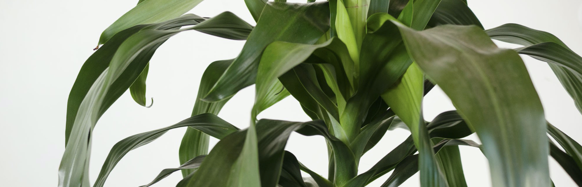 San Pedro Dracaena Fragrans