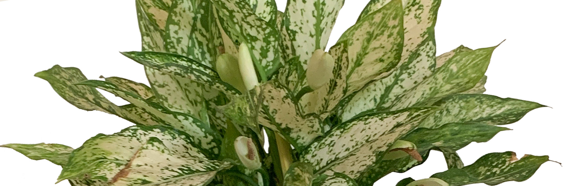 Aglaonema