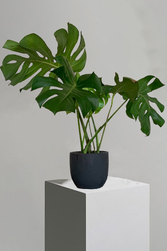 Zamia