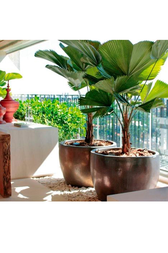 Grand Raffles Licuala