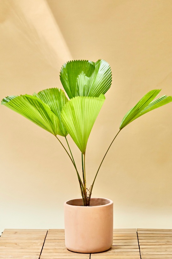 Asparagus Meyeri potted