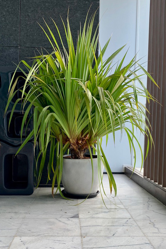 Ceramic vessel pearl grey L