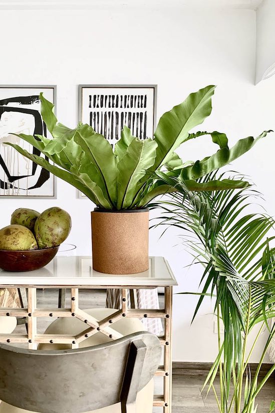 Philodendron Mexicano