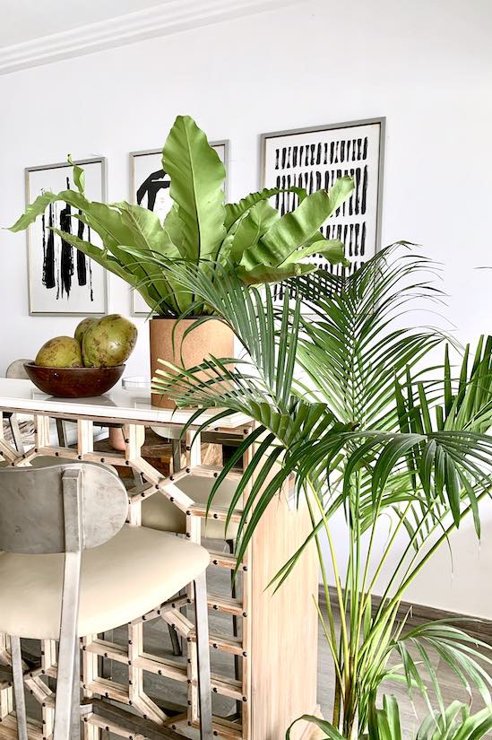 Philodendron Mexicano