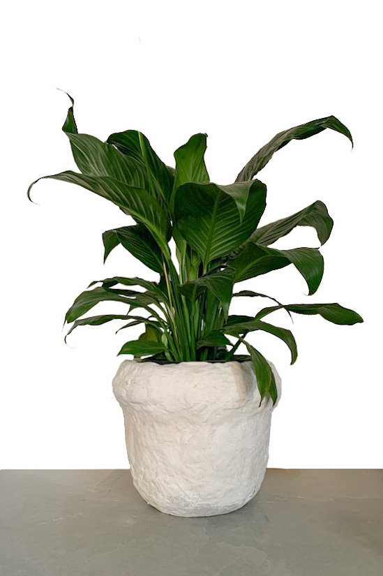 Peace Lily