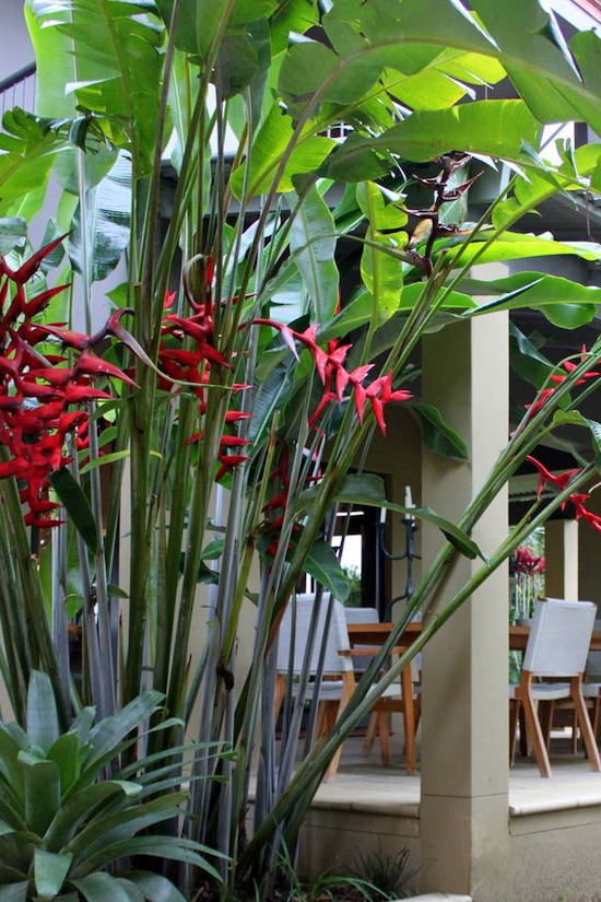 Heliconia Red Lobster