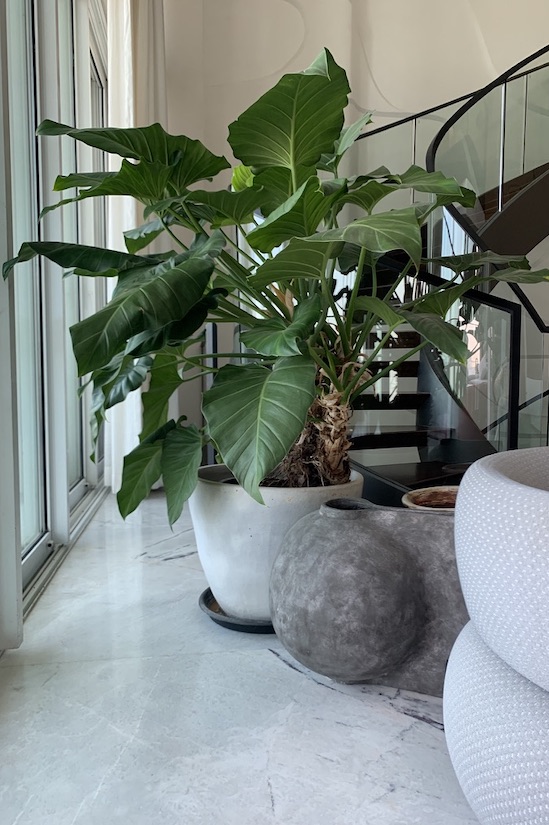 Big heart philodendron