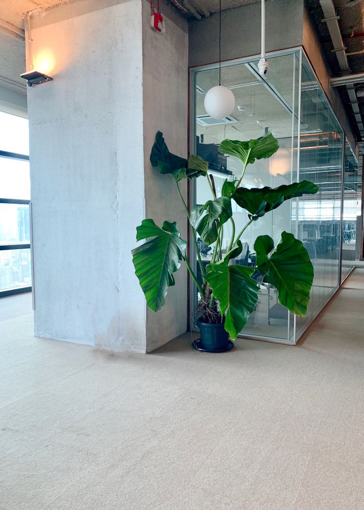 Heart philodendron