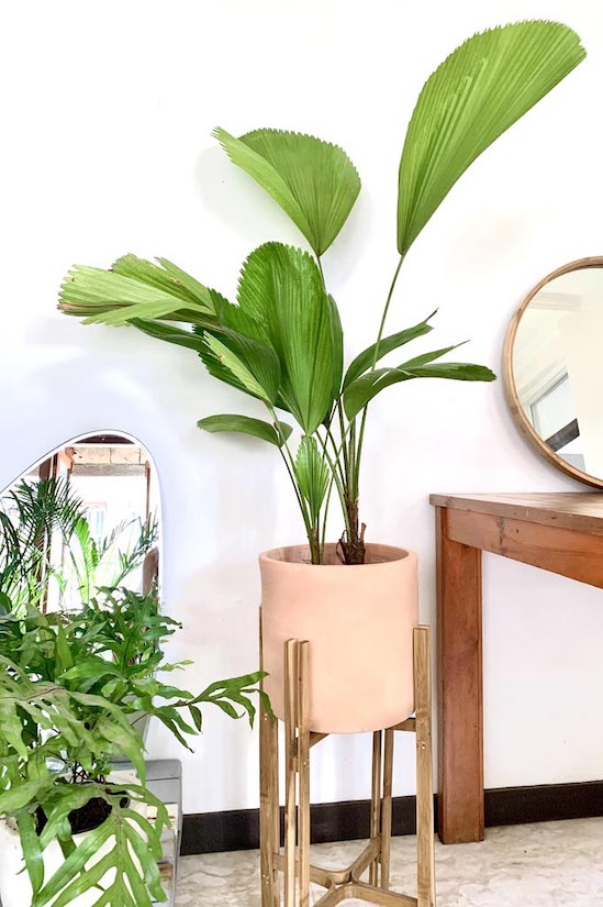 Asparagus Meyeri potted