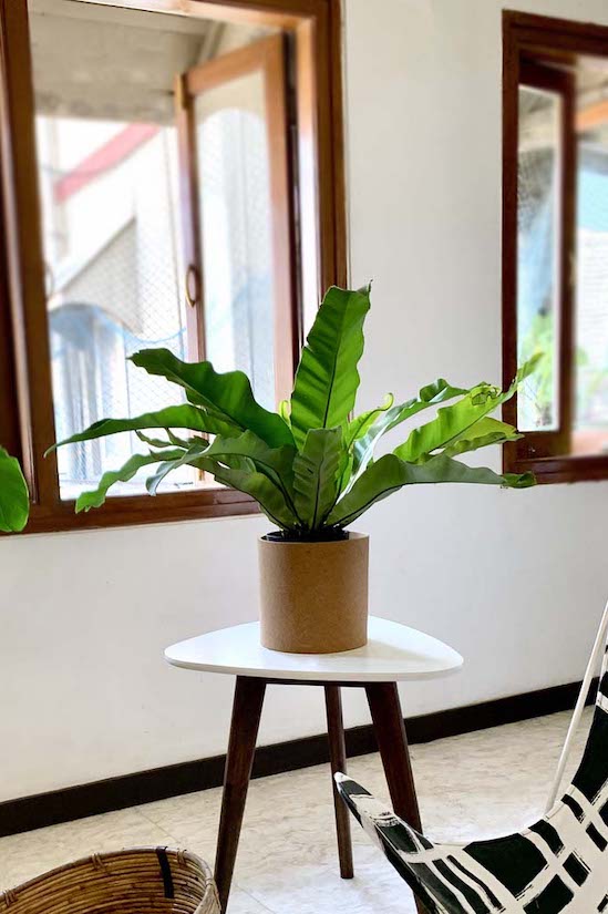 Philodendron Mexicano