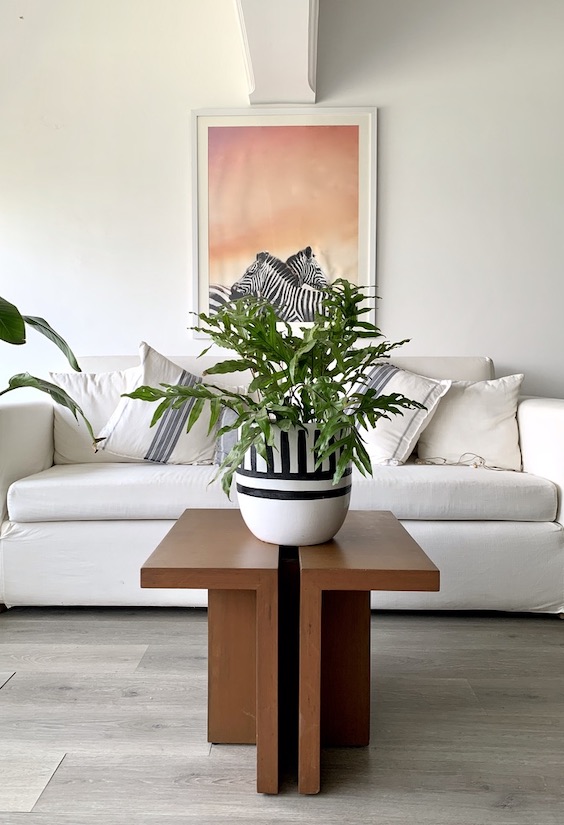 Yucca