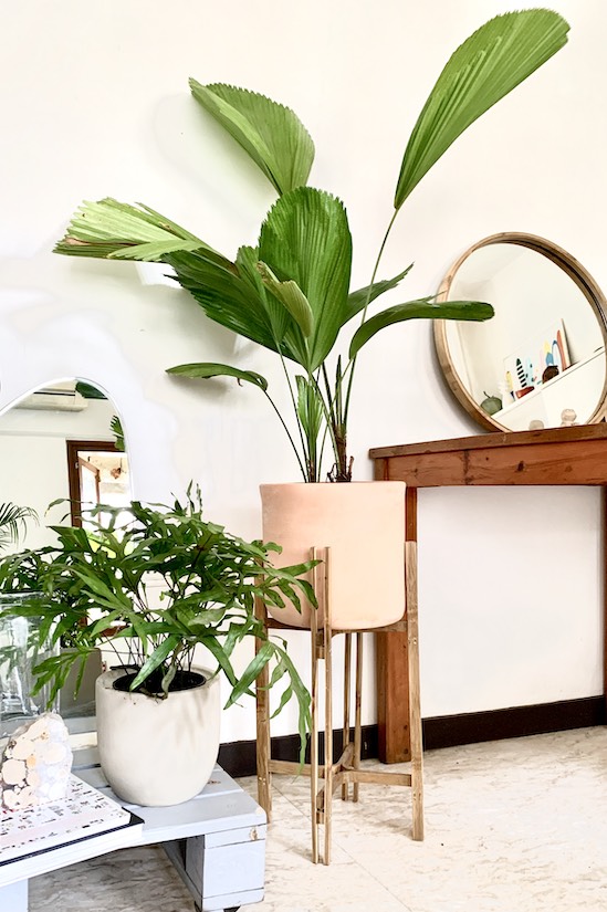 Asparagus Meyeri potted