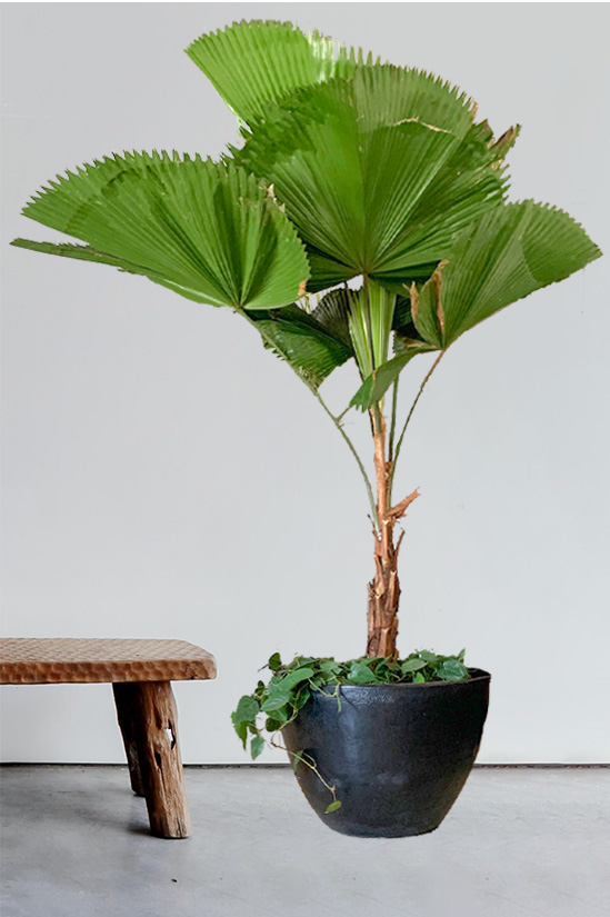 Grand Raffles Licuala