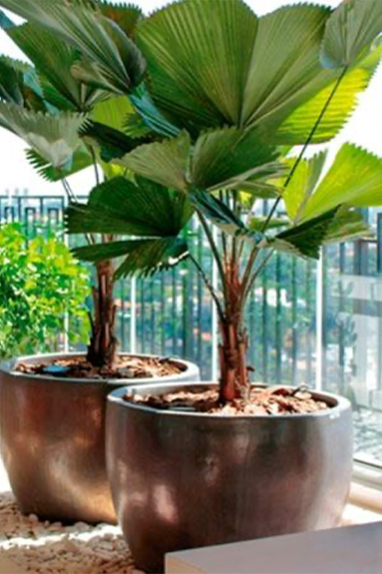 Grand Raffles Licuala