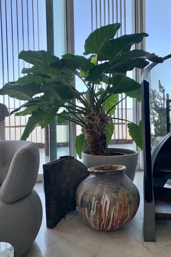 Big heart philodendron