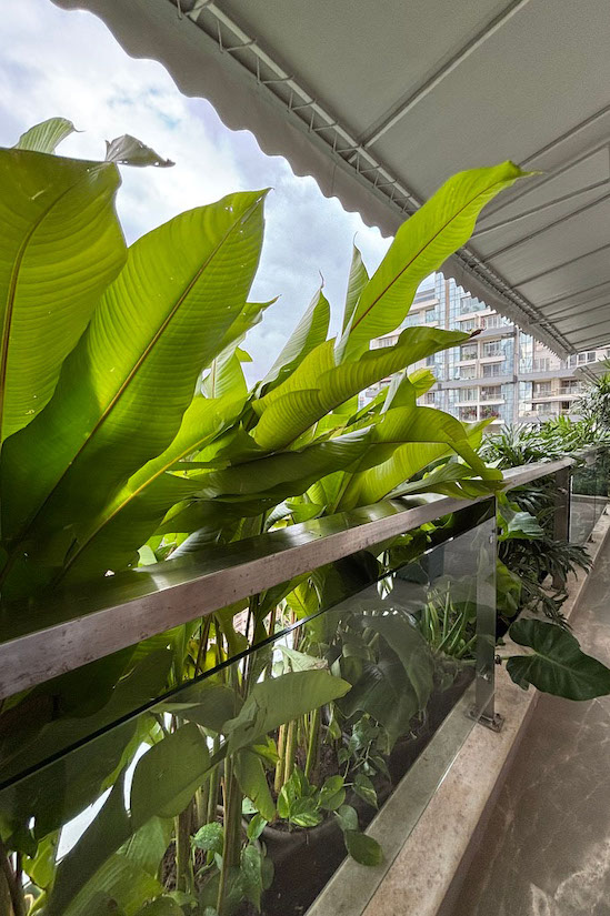 Heliconia Red Lobster