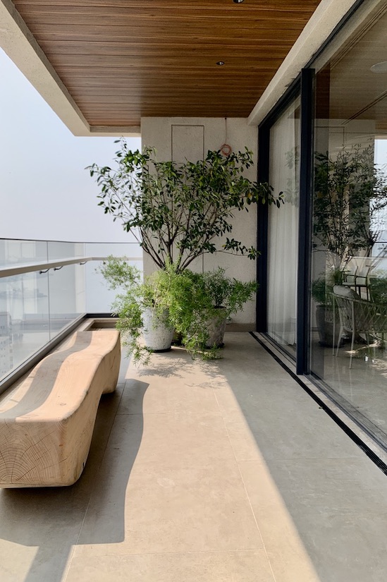 Ficus Nitida